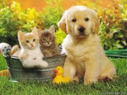 pet lovers