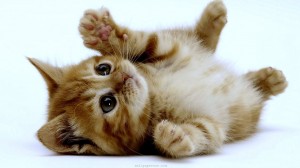 Cat Owners Mailing Lists